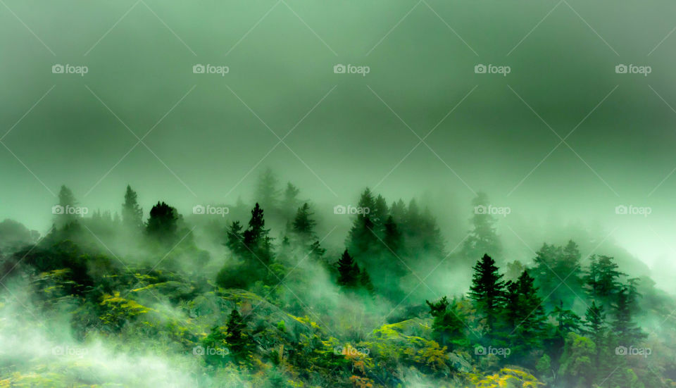 View of  forest in foggy day