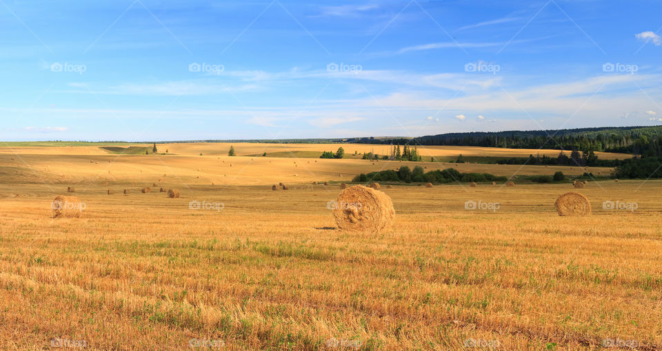 Wheatfield with straw bales