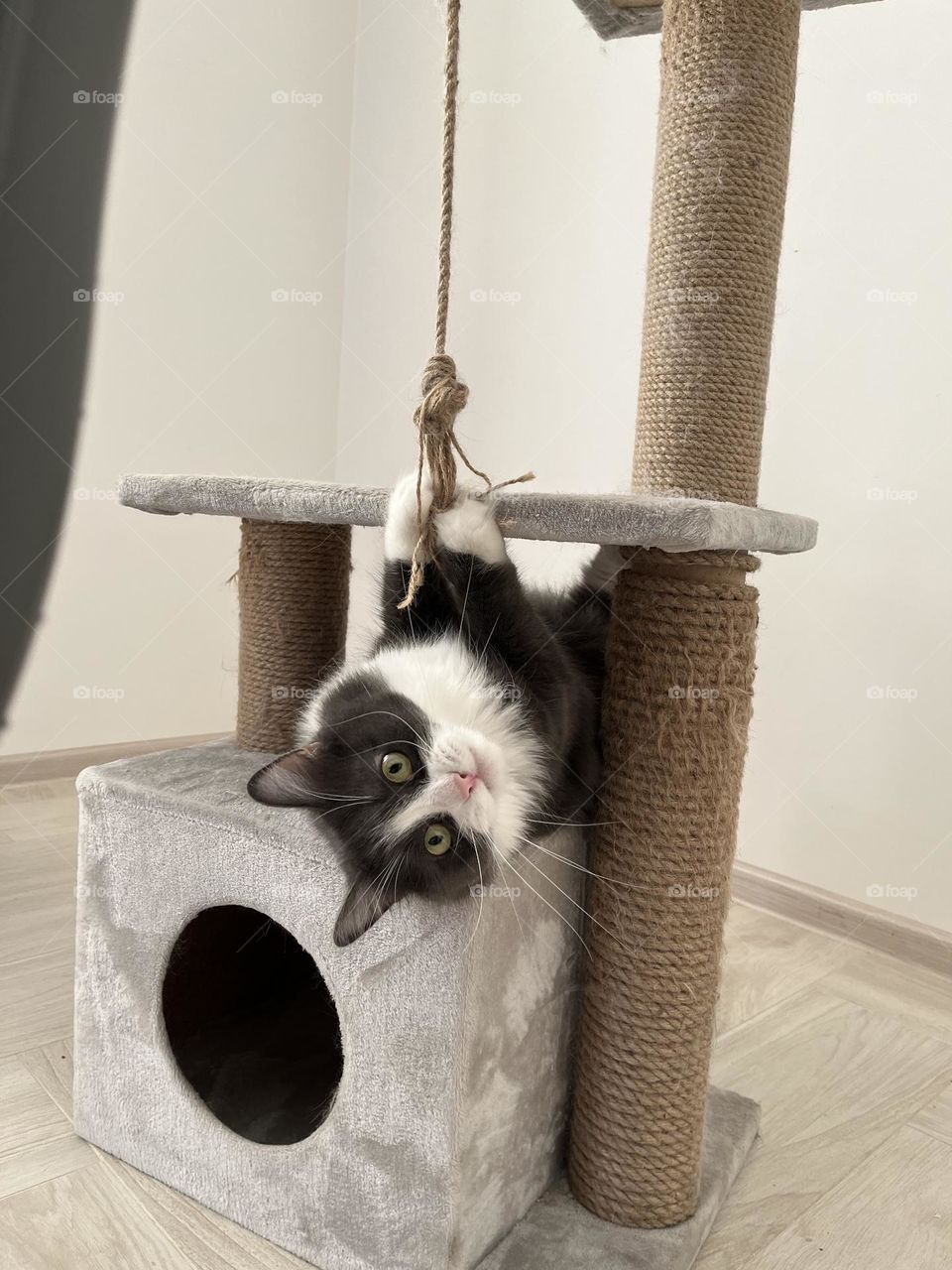 Let's play! Funny cat wants to play