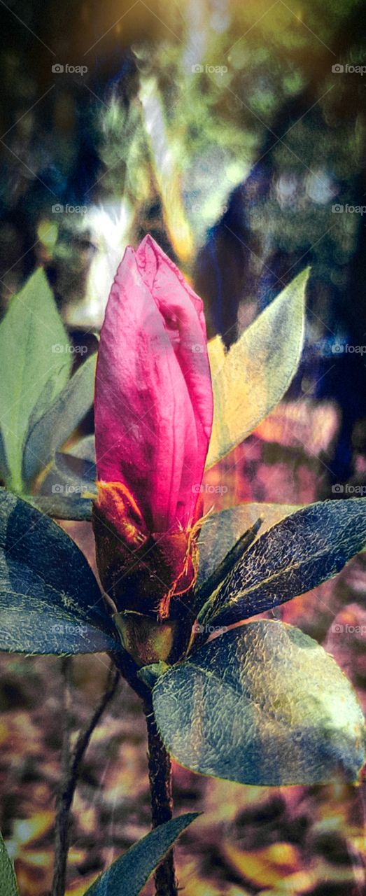 foap mission signs of Spring azealia bud leaves covered in pollen early sun through the trees