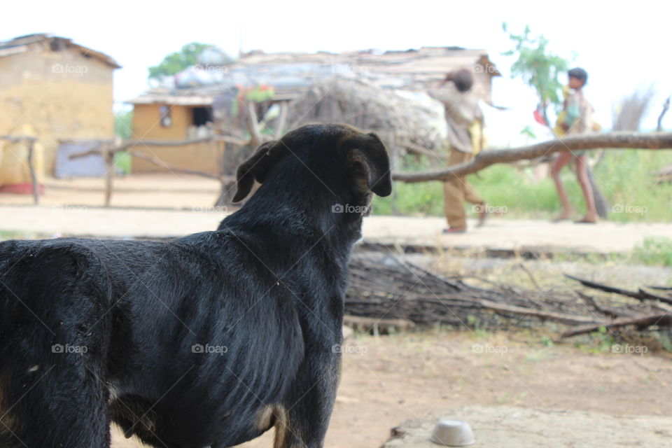 Mammal, No Person, Animal, Outdoors, Nature