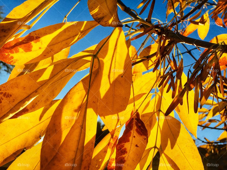 Yellow Fall Leaves