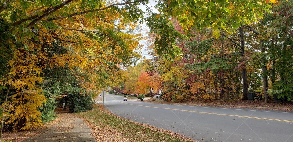 trees by the side a road with colorful leaves in the Fall