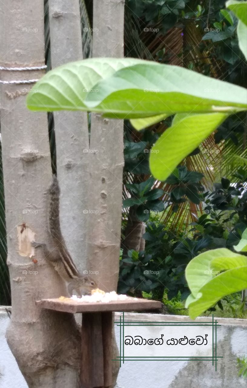be friend to a squirrel