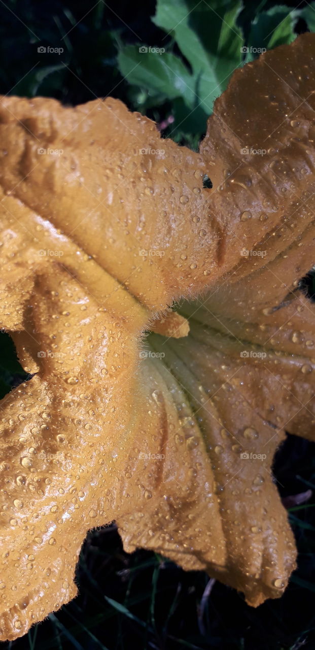 pumpkin flower with water drops