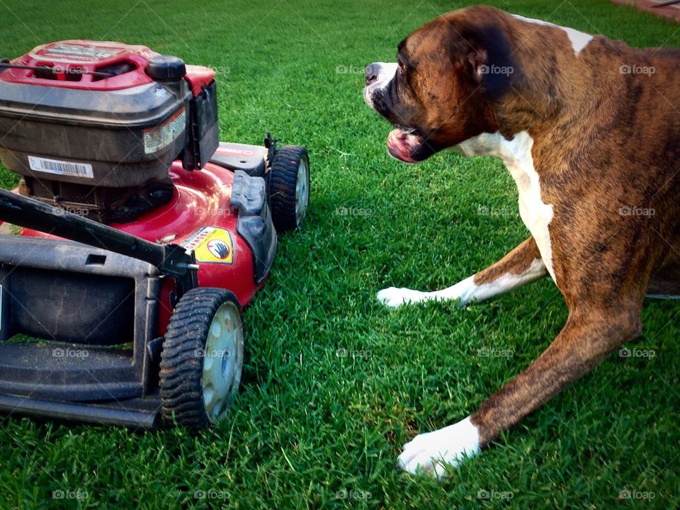 Dog vs mower