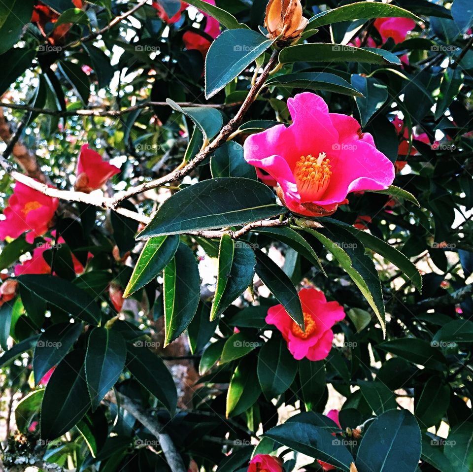 blooming camellia