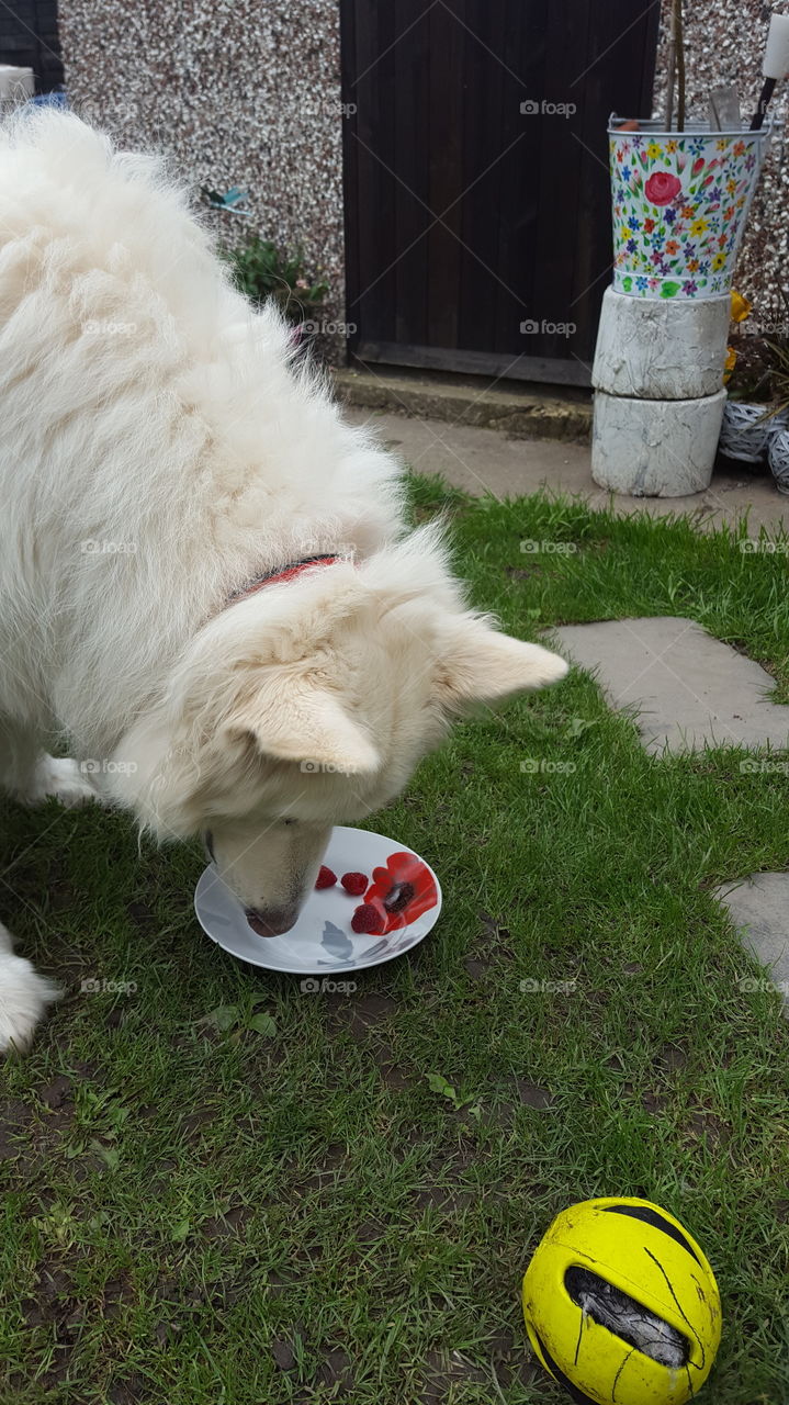 raspberrys yum