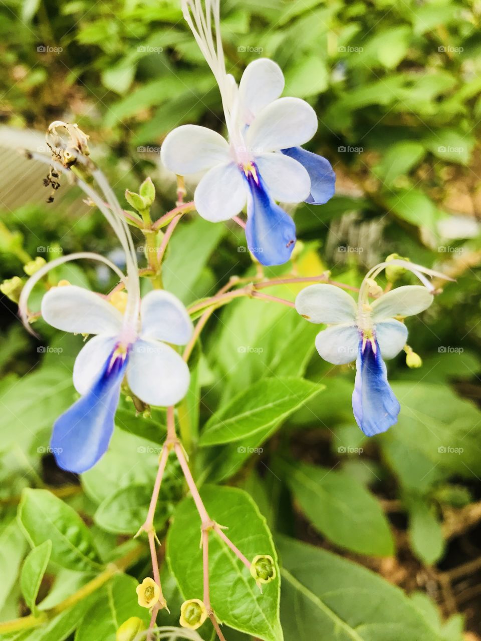 Blue and white flowers