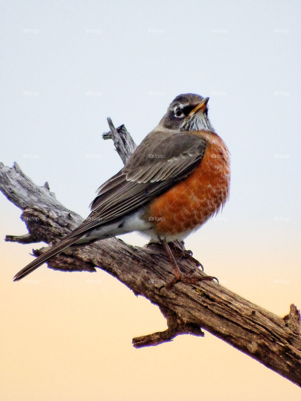 beautiful robin perched on a limb with soft background