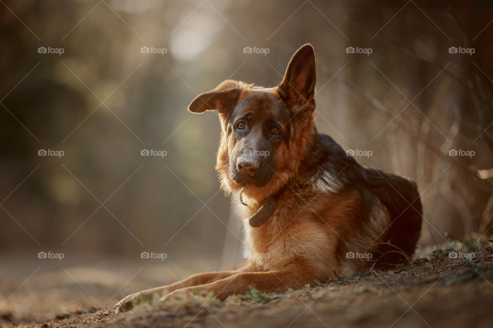 German shepherd dog portrait in spring park