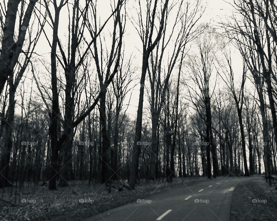Trail Through the Forest 