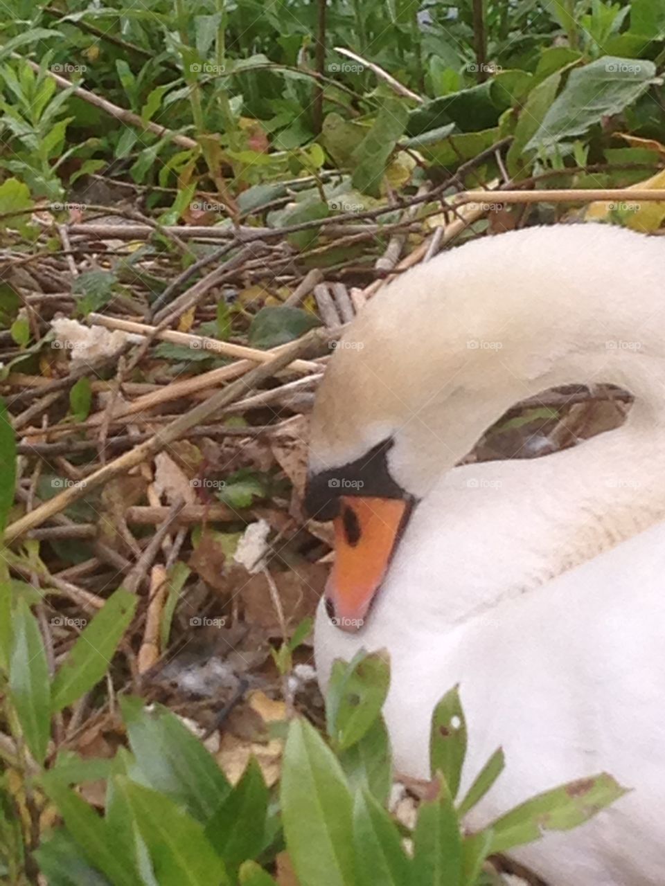 Swan resting