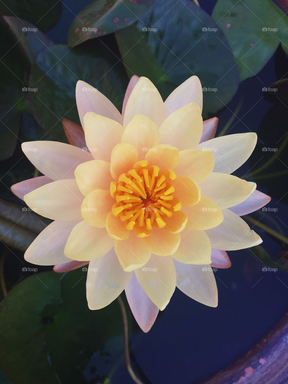 Lotus. Queen of water

