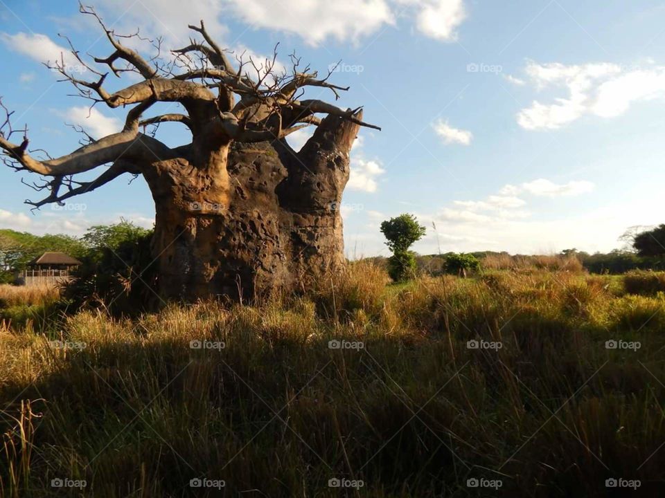 Raiz. disney animal kingdom