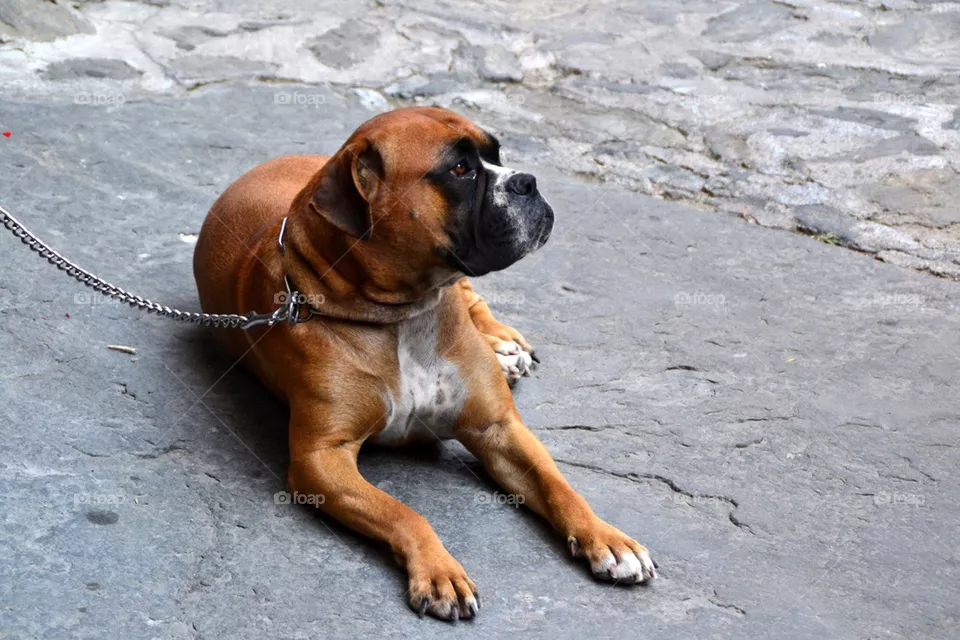 Boxer Dog