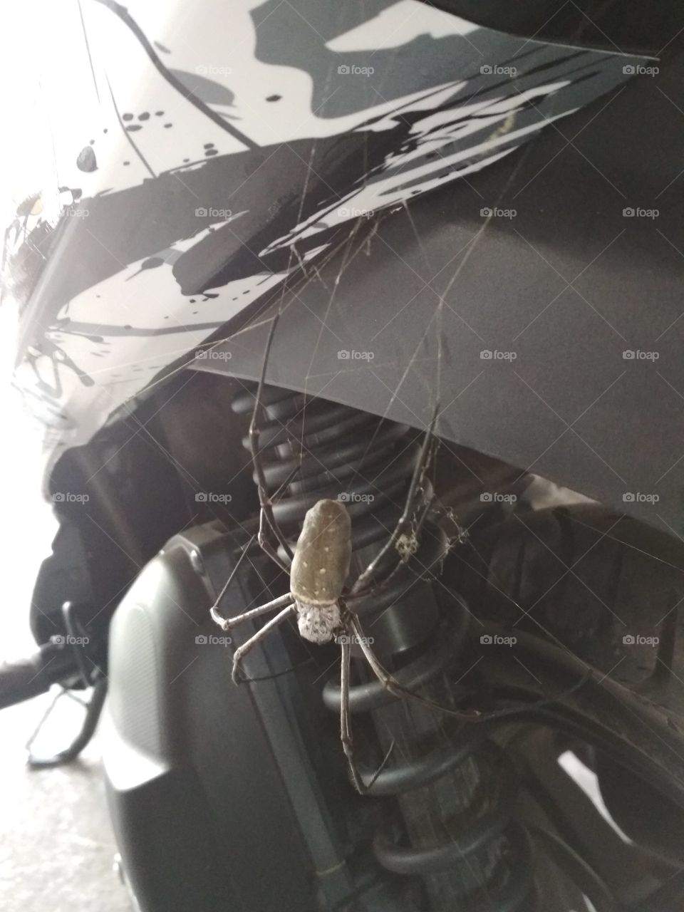 The spider on the bike