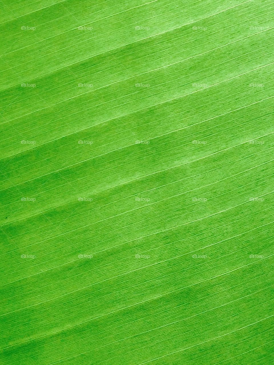 Banana leaf