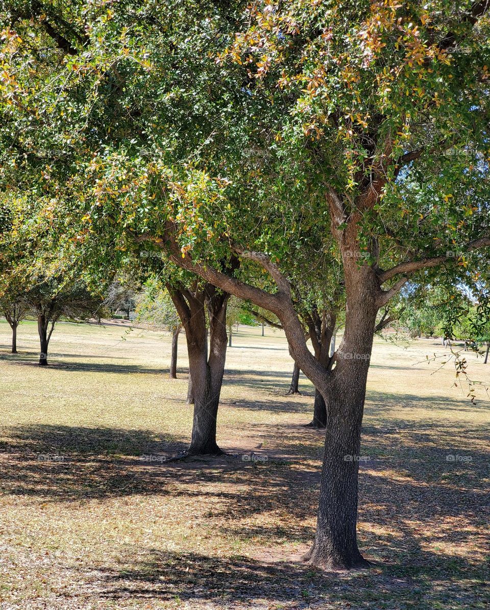Springtime Trees in the Park