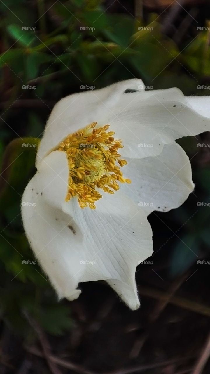 Macro photo of flower growing in the garden