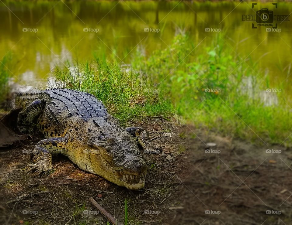 “Crocodile”
Cli©k By: Shah Faisal
Device: Huawei GR5 mobile camera

© All Credits & Rights are Reserved by Birol Faisal Photography.

