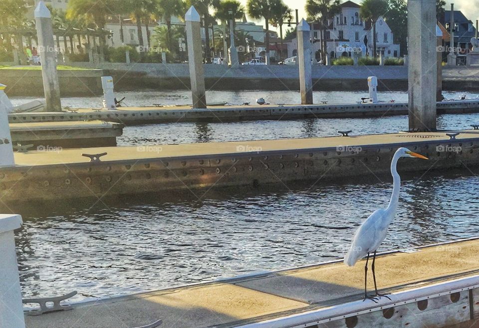 Bird on a pier. A bird in a marina 