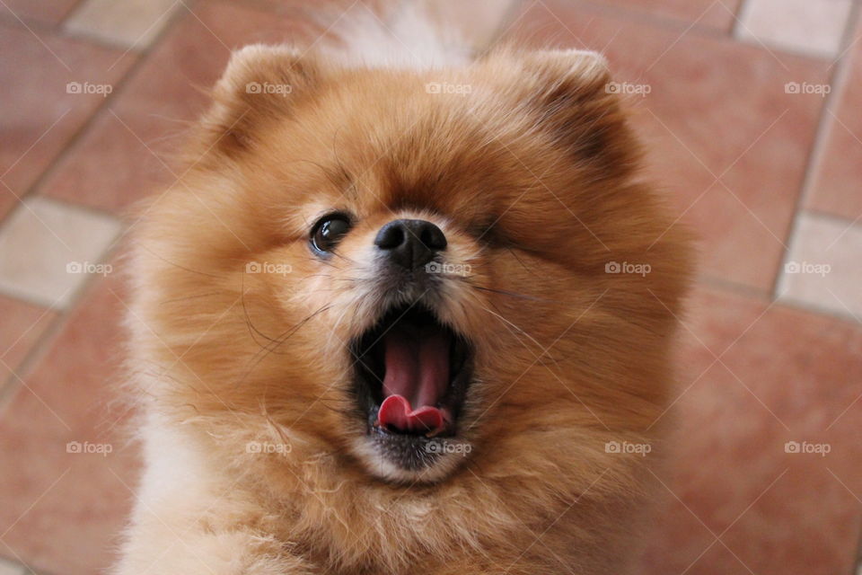 Pomeranian yawning