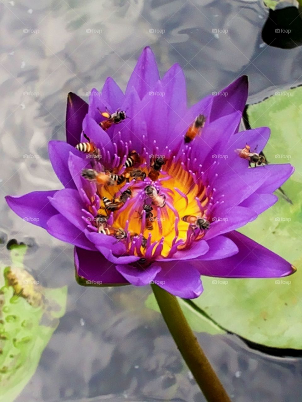 Lotus&Bees