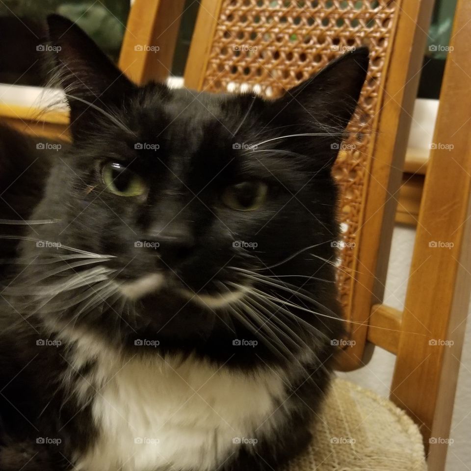 behold my mighty meowstache