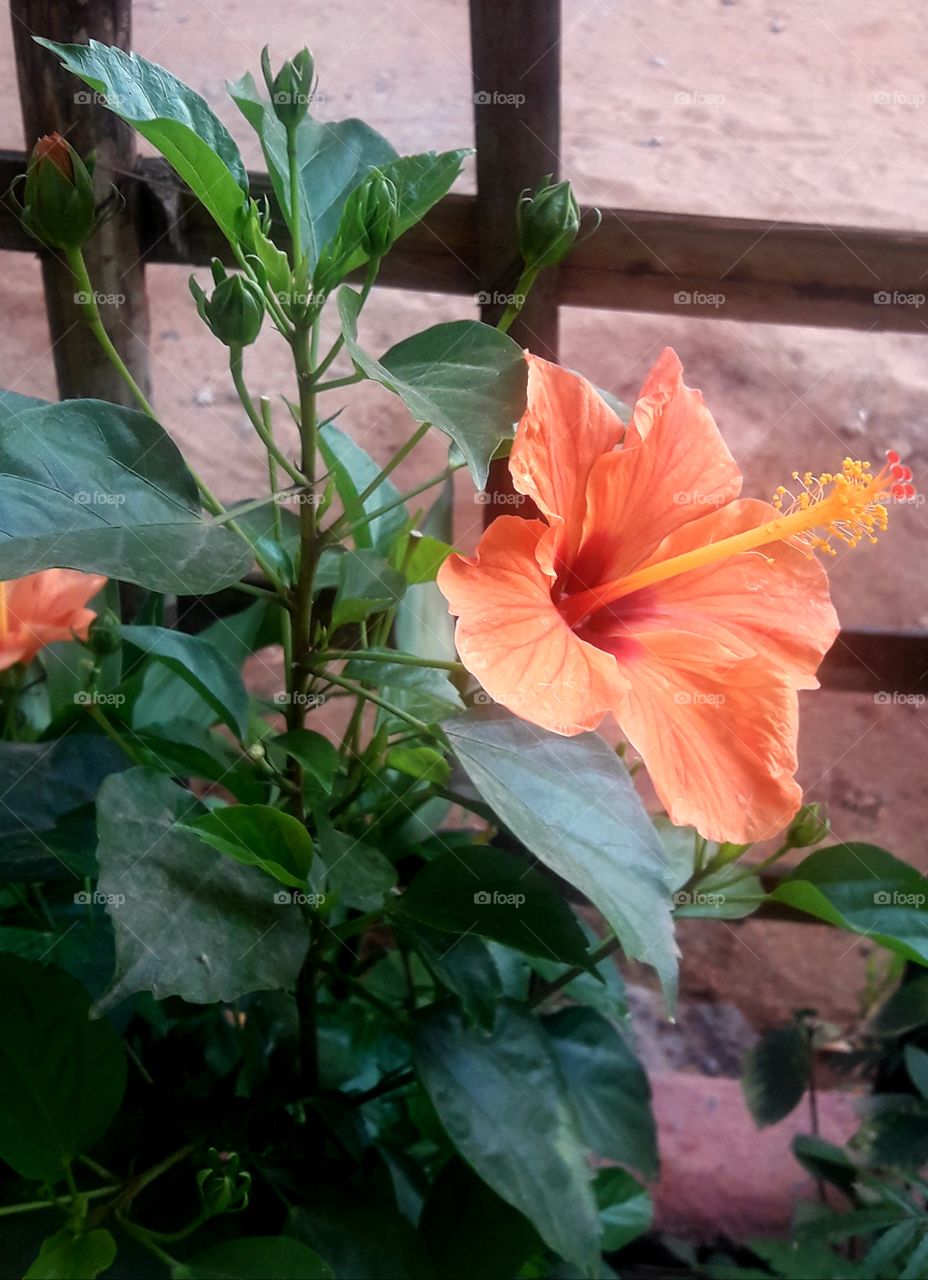 beautiful hibiscus flower