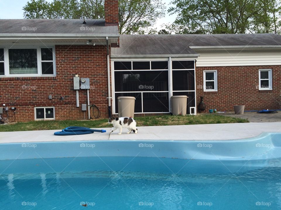 Pool and the cat