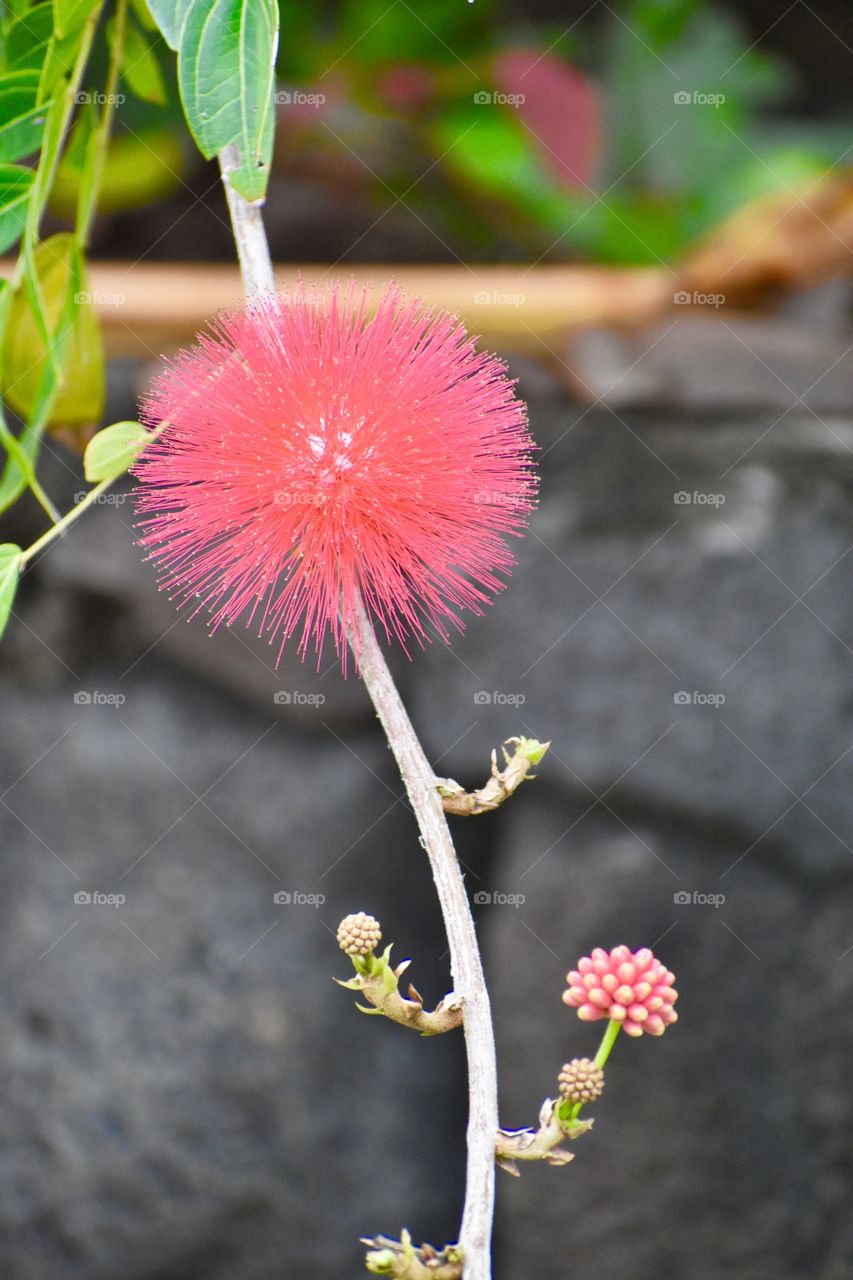 Calliandra haematocephala, commonly called red powder puff