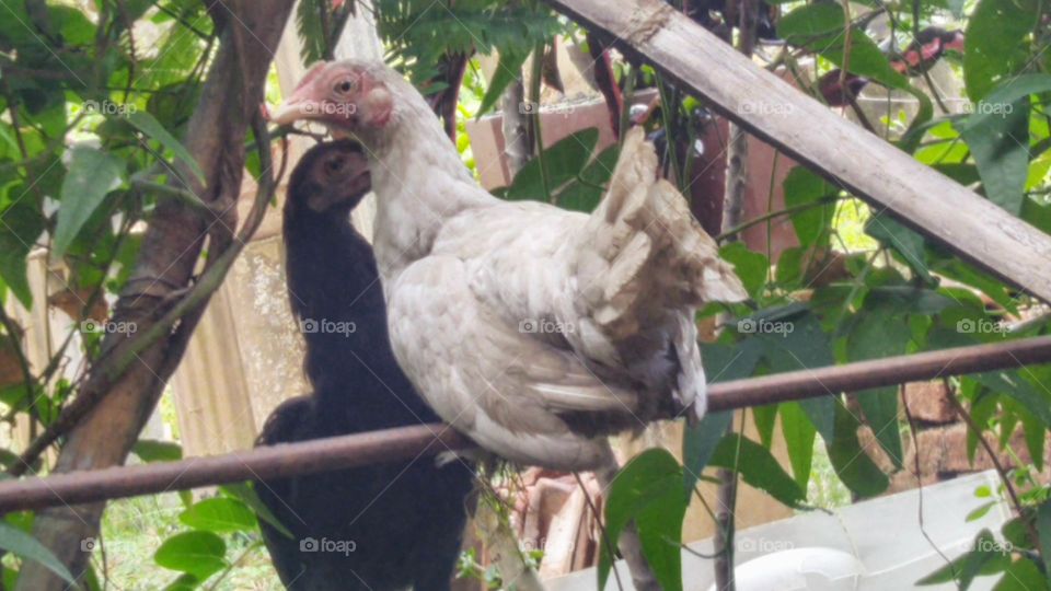 Chicken perched again