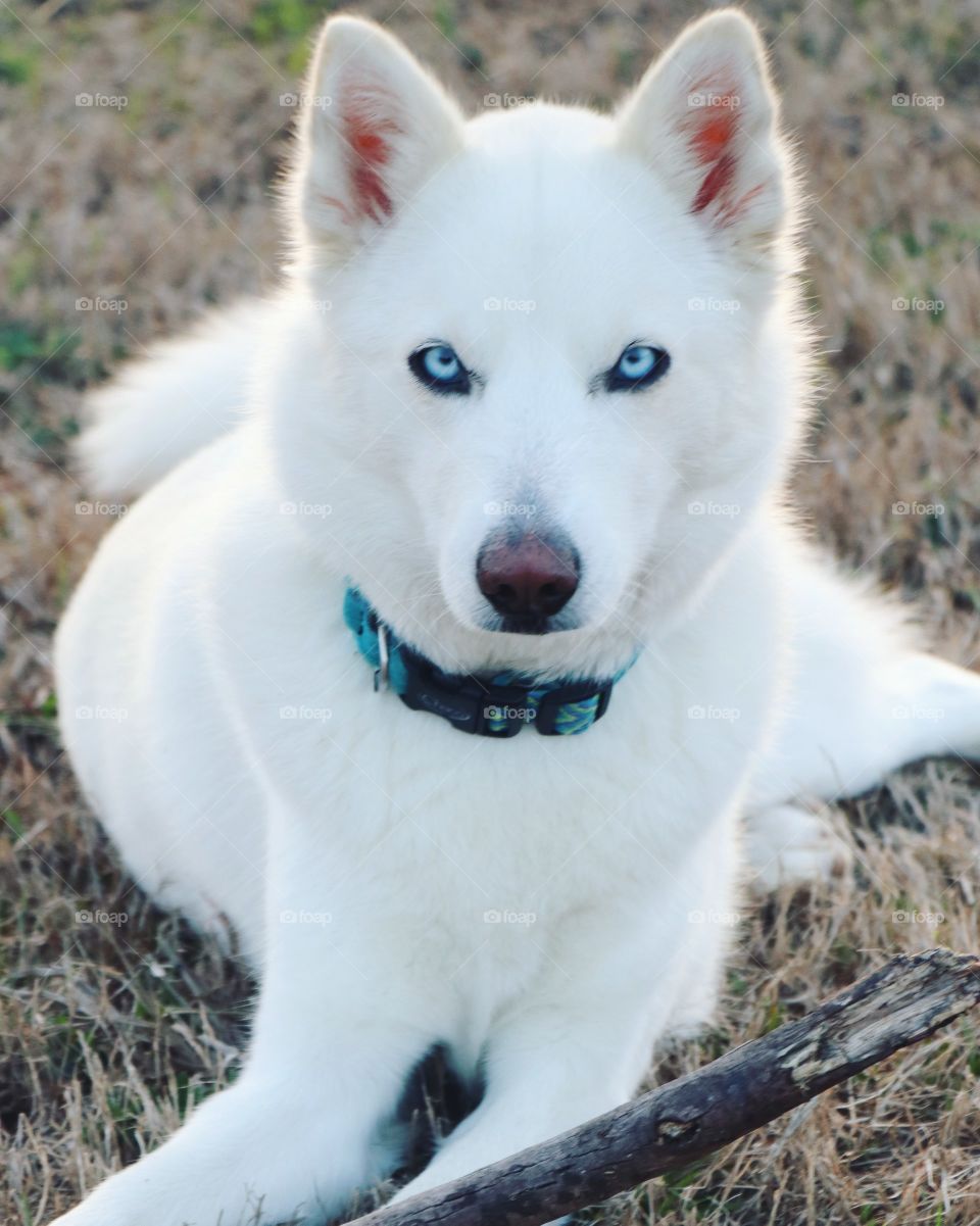 Husky