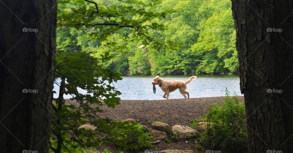 Dog plays fetch by a lake