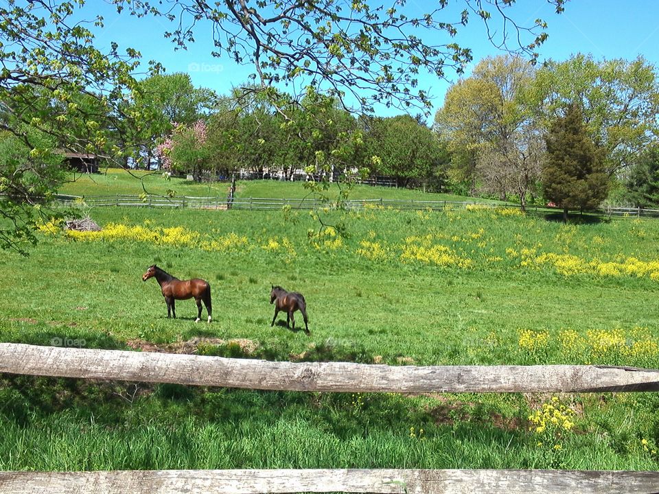 Horses in the field. Horses enjoying a lovely spring day