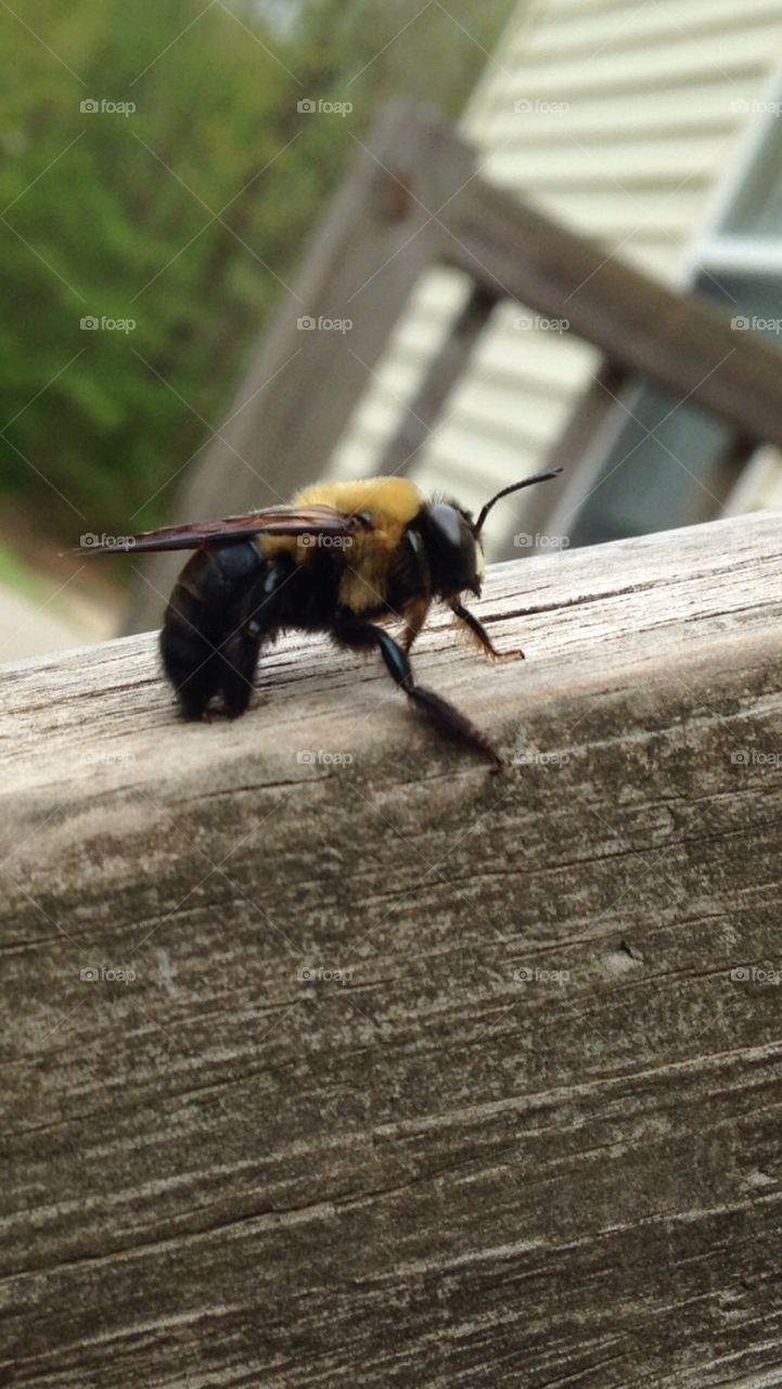 Wood/carpenter bee
