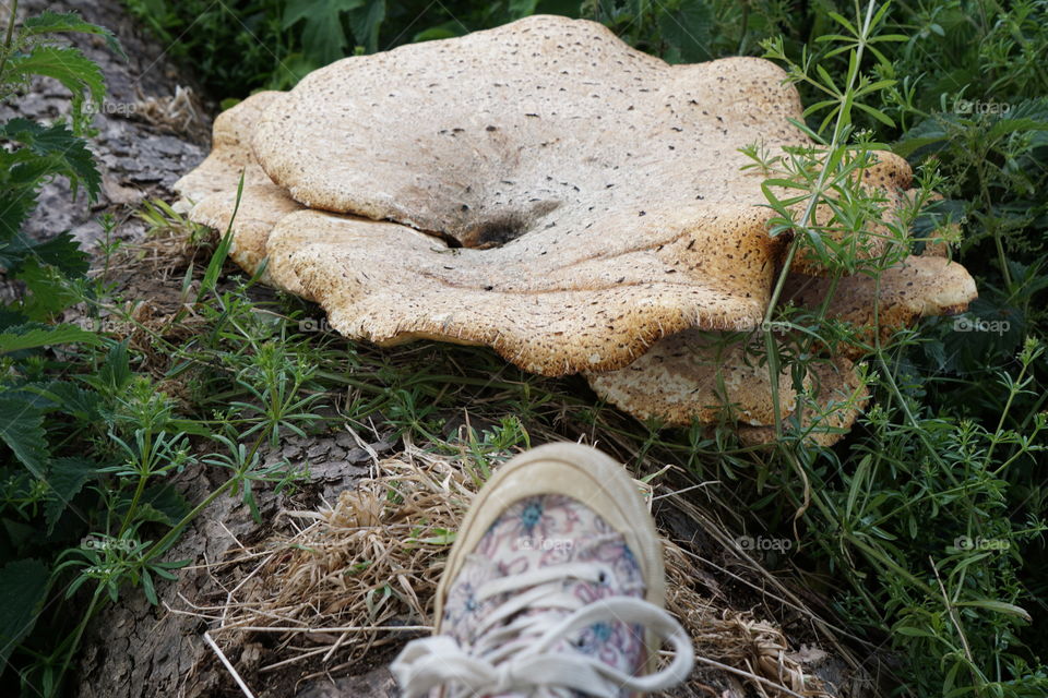 Giant mushroom/Fungi foot in the photo to show how large it is 