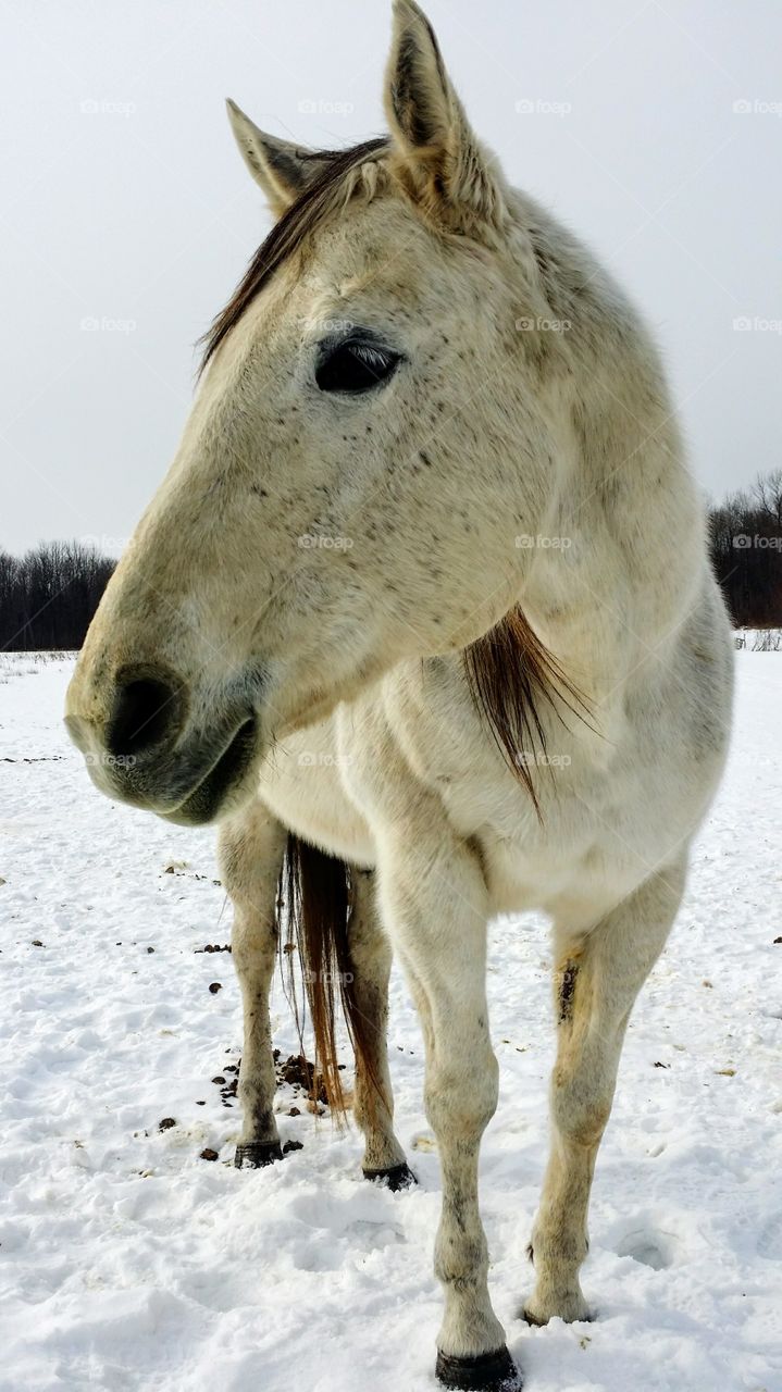 A  close up of a beautiful white horse standing in the snow