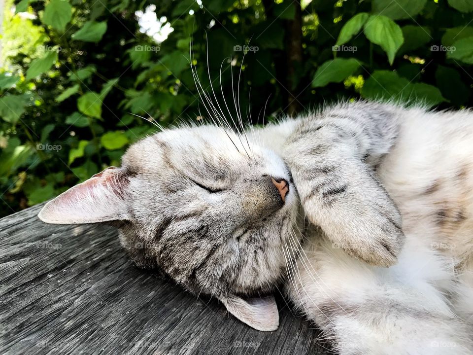 Sleeping Cat 