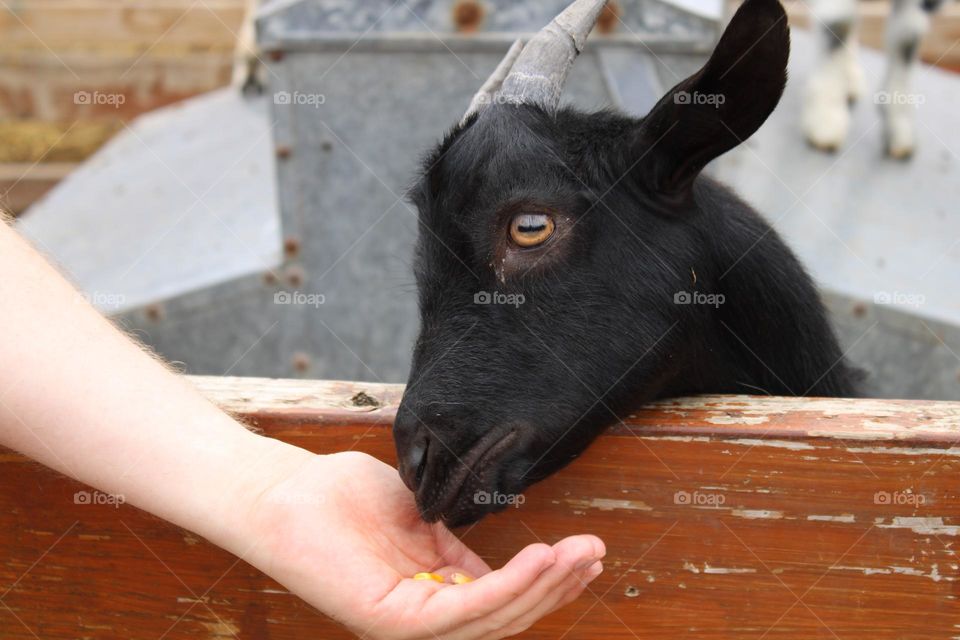 feeding baby goat