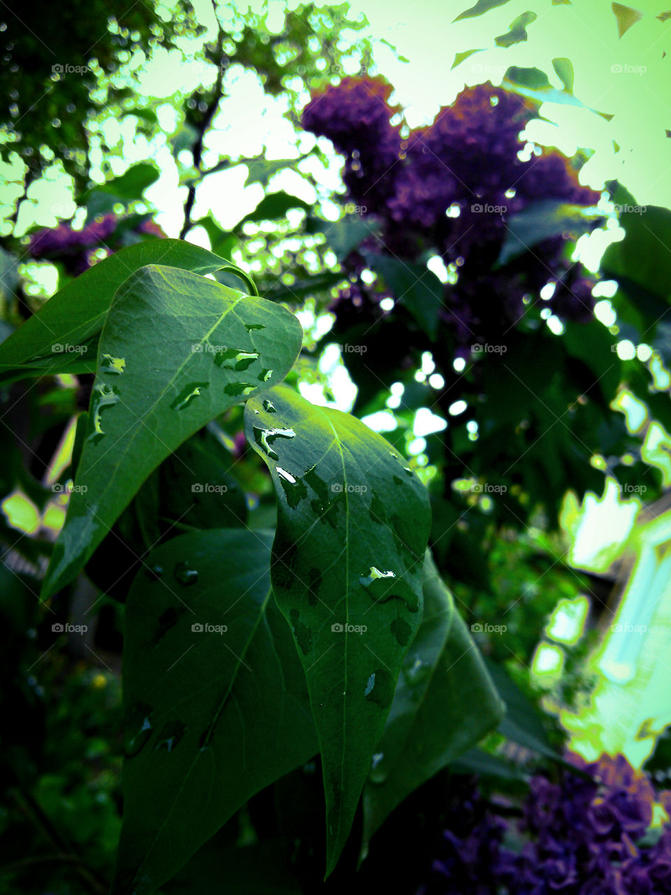 українській бузок або русская серень....