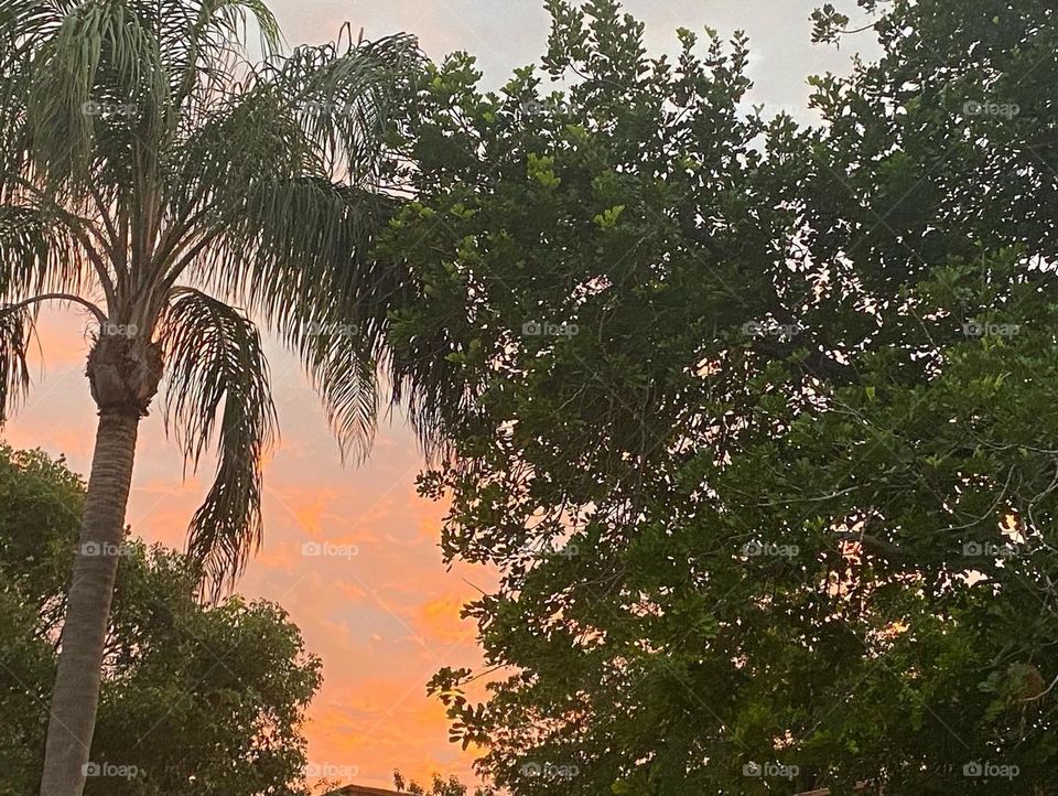 Sunrise amidst the trees 