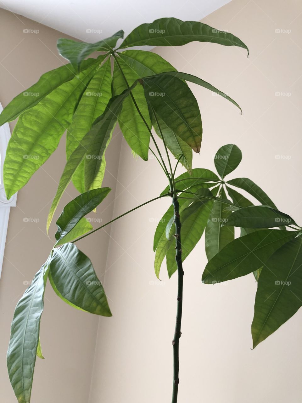 Indoor Money Tree Growing Tall!