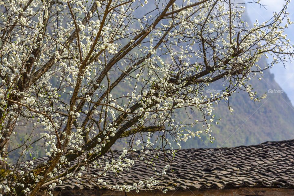 White Plum Blossom flower in the Spring time in Northwest Vietnam