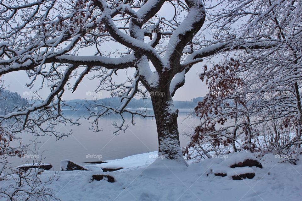 Snow covered tree against winter lake