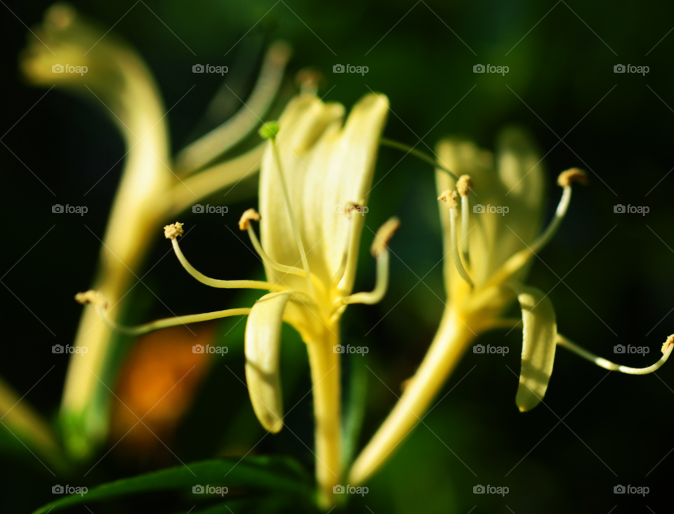 macro honey honeysuckle by lightanddrawing