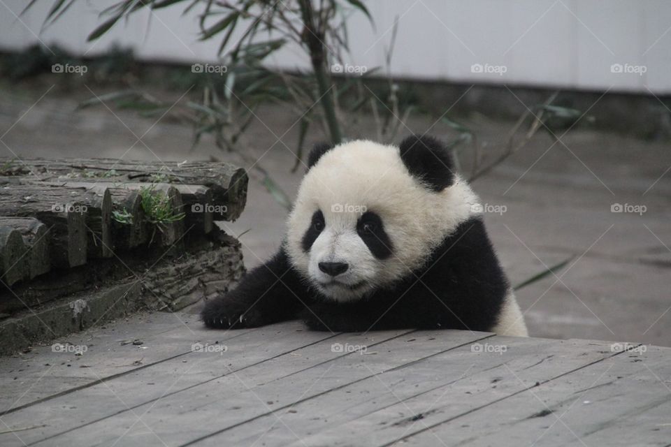 Baby panda at chengdu panda base