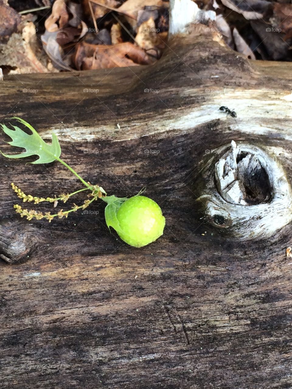 The little things in life. Oak Ball