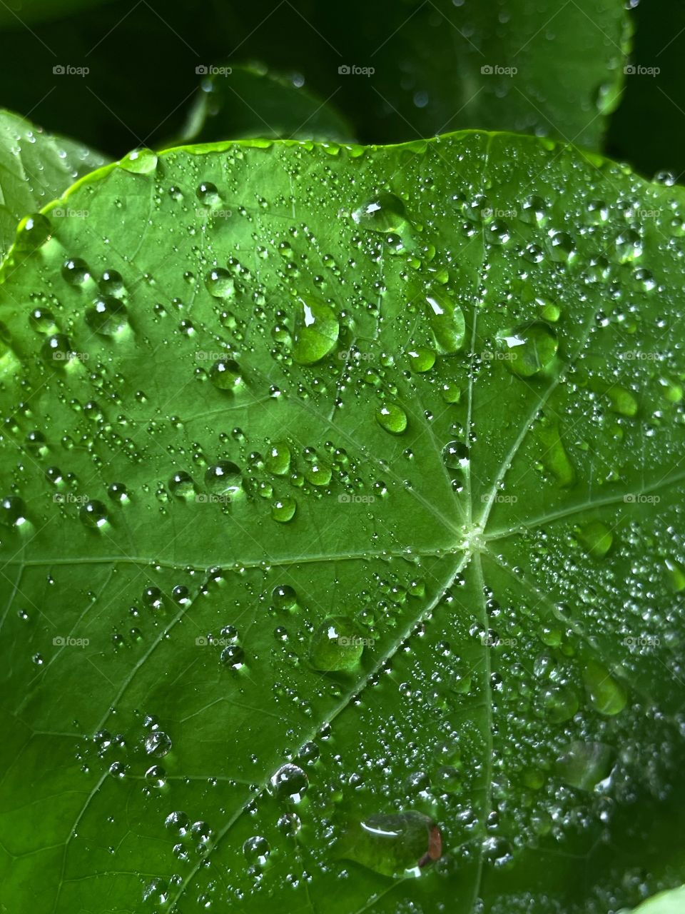 Droplets water drops rainfall leaf plant nature raindrops bubbles green downpour weather dewdrops